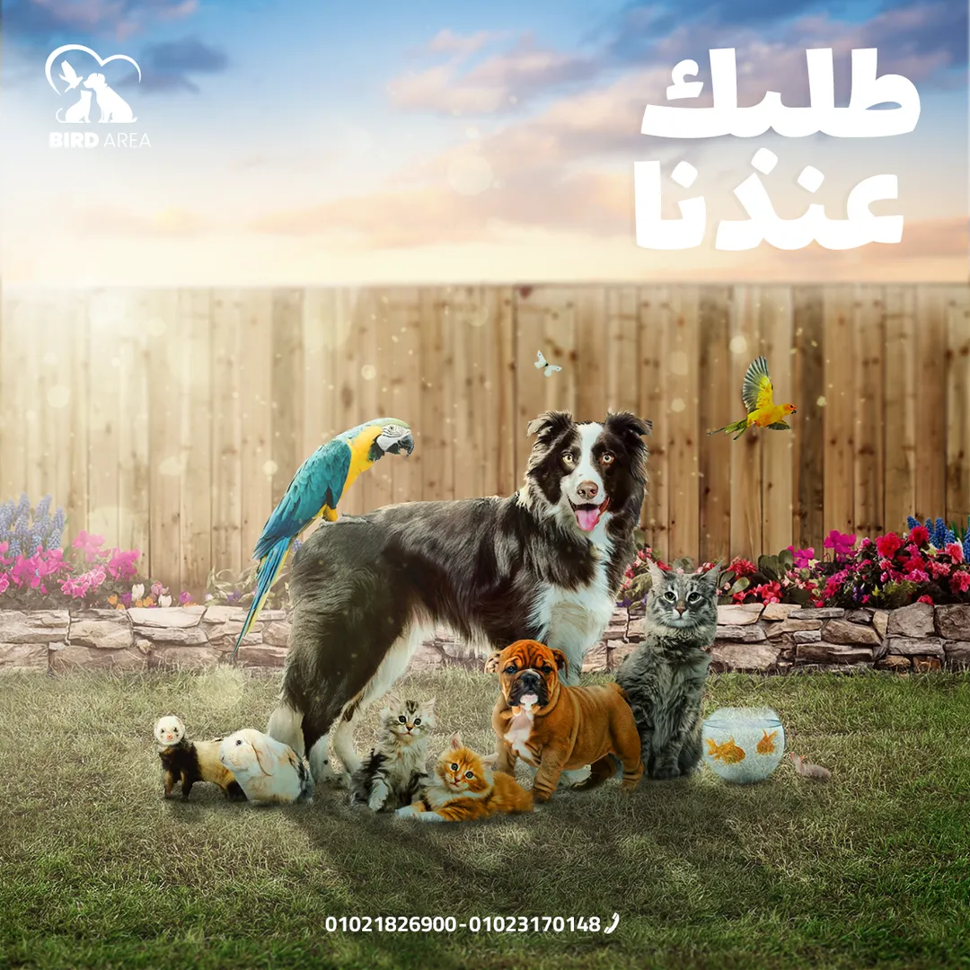 بيرد إيريا — 4