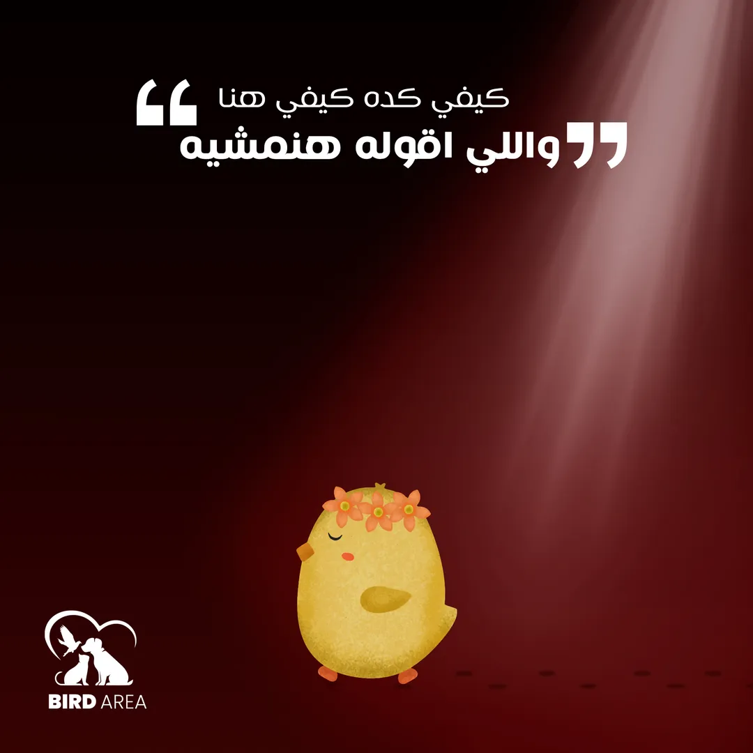 بيرد إيريا — 7