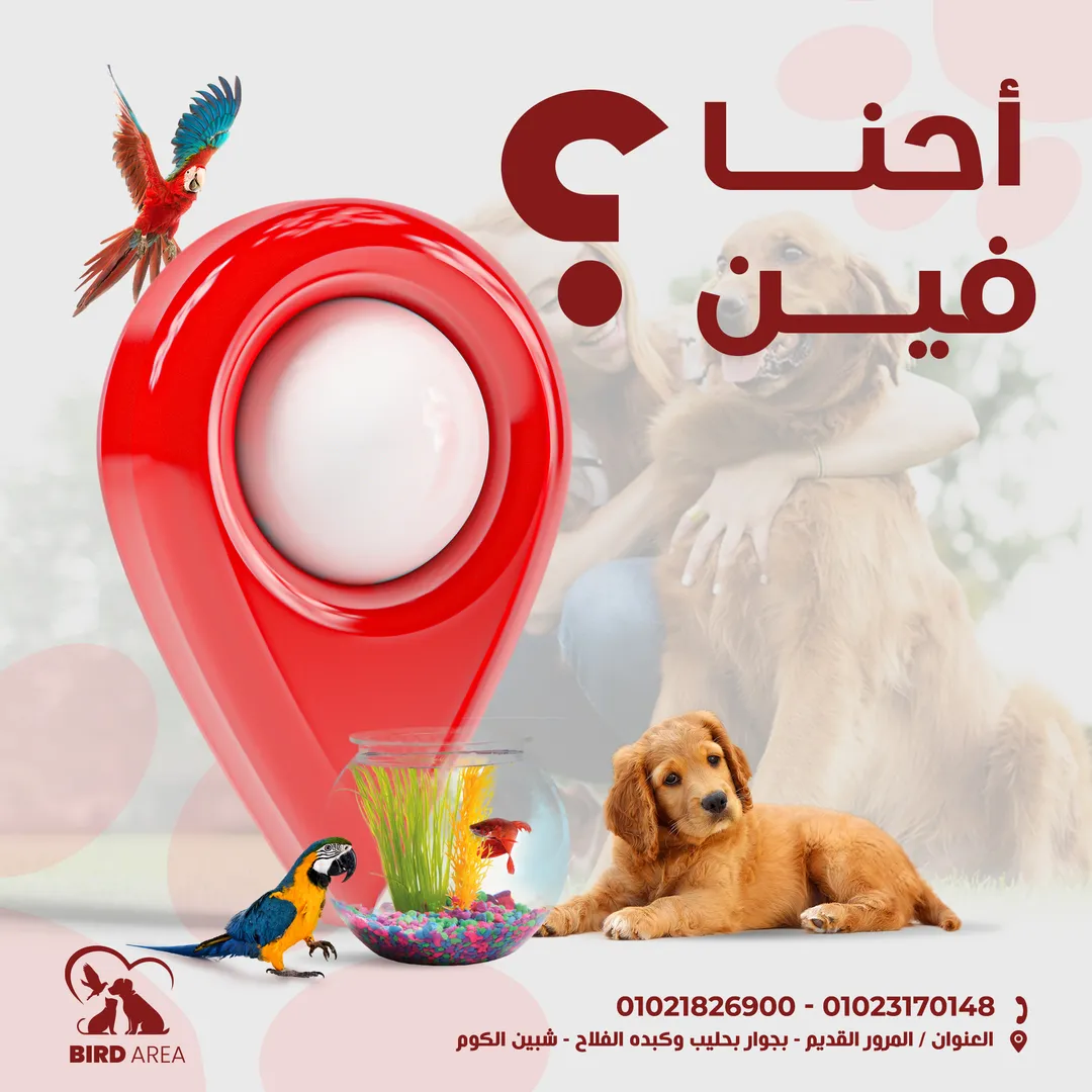 بيرد إيريا — 9